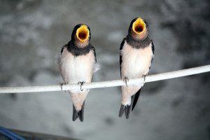 SingingBirds